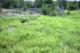 Photograph of Wood horsetail (Equisetum sylvaticum) spreading at the Richard Lake site, near Sudb...