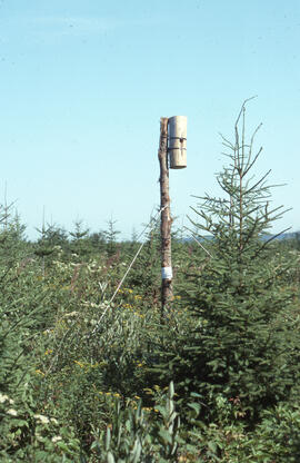 Photograph of an artificial cavity in a spruce plantation, Greater Fundy Ecosystem, New Brunswick