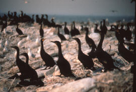Photograph of a Double-crested cormorant colony at Little Galloo Island, Lake Ontario