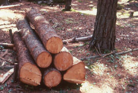 Photograph of a group of bait logs to attract Tetropium fuscum (Brown spruce longhorn beetle), Po...