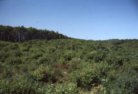 Photograph of forest biomass at Site 1, Plot 8, a five-year-old stand, at an unidentified central...