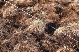Photograph showing close detail of regrowth at the Meadow summer spill site, near Tuktoyaktuk, No...
