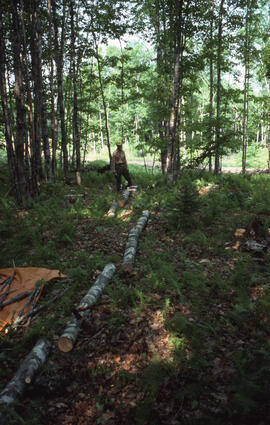 Photograph of an unidentified researcher bucking felled sugar maple (Acer saccharum) logs, centra...
