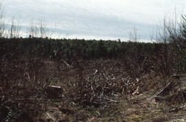 Photograph of vegetation regeneration one year after glyphosate spray, Plot 4 wetland area, River...