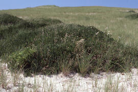 Photograph of Ilex verticillata (black alder) on Sable Island