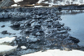Photograph of oil covered rocks, SS Arrow oil spill, Chedabucto Bay, Nova Scotia