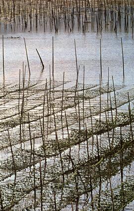 Slide depicting aquaculture