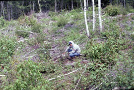 Photograph of an unidentified researcher making forest biomass measurements at Site 16, after two...