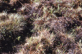 Photograph of close-up detail regrowth at the winter spill site, near Tuktoyaktuk, Northwest Terr...