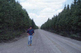 Photograph of Bill Freedman walking on a forest road through a 20-year-old spruce stand, Irving B...