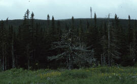 Photograph of Black spruce (Picea mariana) at the edge of a bog, Terra Nova National Park, Newfou...