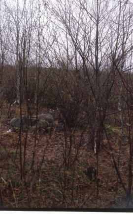 Photograph of winter forest biomass measurements at Site H, an unidentified central Nova Scotian ...