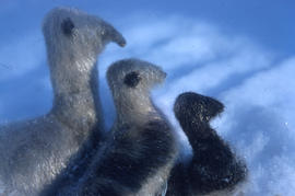 Photograph of three shaggy ducks from Sugluk, Quebec
