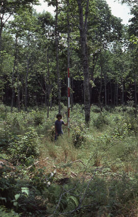 Photograph of an unidentified researcher measuring forest biomass in a 2-year-old thin hardwood p...