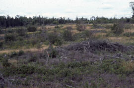 Photograph of slow conifer regeneration after spraying, central Nova Scotia