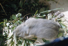 Photograph of a captured rodent