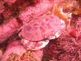 Photograph of crab (Brachyura) underwater