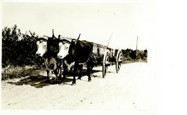 Photograph of a pair of oxen pulling a cart full of hay near Liverpool, Nova Scotia