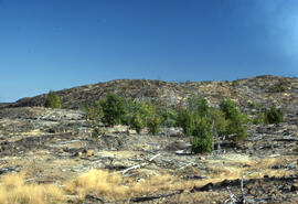 Photograph of a small stand of White birch (Betula papyrifera) three kilometres south of Copper C...