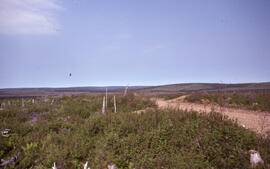 Photograph of spruce budworm salvage cuts in Cape Breton