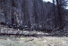 Photograph of two-year-old burn of a mature forest in Banff National Park