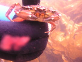 Photograph of gloved hand holding a crab (Brachyura) underwater