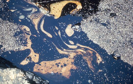 Photograph of oil pooling along coastline from SS Arrow oil spill, Chedabucto Bay, Nova Scotia