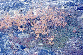 Photograph of colourful vegetation in Hopedale, Newfoundland and Labrador