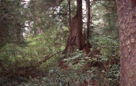 Photograph of Acadian forest understory in the Tobeatic Wilderness Area, southwestern Nova Scotia