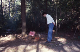 Photograph of an unidentified person examining a bundle of bait logs to attract Tetropium fuscum ...