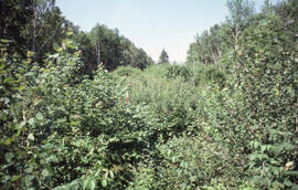 Photograph of forest biomass measurements at Plot 4, a wider strip cut range, Riverside site, cen...
