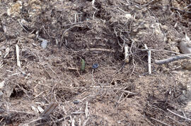 Photograph of 1-year-old Spruce seedlings in the Irving Black Brook District, northwestern New Br...