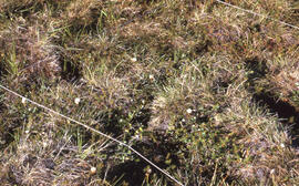 Photograph of regrowth detail at the Meadow control site, near Tuktoyaktuk, Northwest Territories