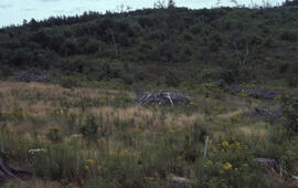 Photograph of slow vegetation regeneration at the Antrim site, Halifax County, Nova Scotia