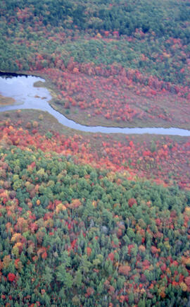 Aerial photograph of autumnal Acadian forest near a river in the Tobeatic Wilderness Area, southw...