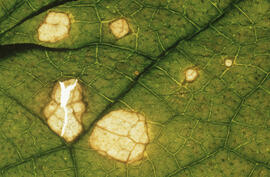 Photograph of tomato plant leaf damage from acidic particulates, near the Tufts Cove generating s...