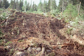 Photograph of trail ruts created by skidder equipment at a clearcut site near Corner Brook, Newfo...