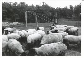 Photograph of Suffolk ewes in a field