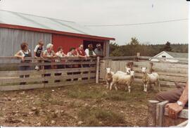 Photograph of a group of people observing sheep in a pen during the field day at Bill Mathewson's...