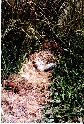 Photograph of eggs in a small nest in the grass during the Purebred Sheep Breeders' Association t...