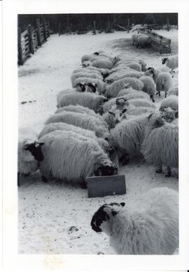 Photograph of sheep in pen