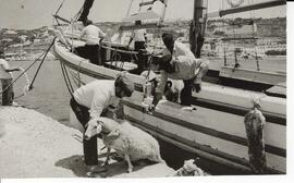 Photograph of sheep being unloaded from a ferry on Greek Islands