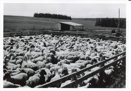 Photograph of sheep in the Cape Mabou Community Pasture, Nova Scotia