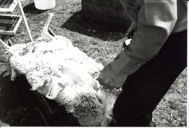 Photograph of a butchered lamb likely laying in a small wagon