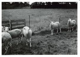 Photograph of Finnish Landrace sheep and a crossbreed