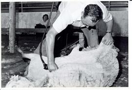 Photograph of Doug Perry, Georgina MacKenzie (MacNeil) during the shearing competition at the she...