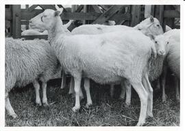 Photograph of Finnish Landrace ewe and lambs, Craibstone, Scotland