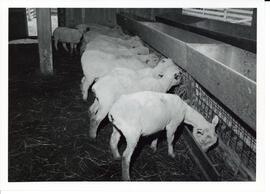 Photograph of sheep rations in Nappan, Nova Scotia