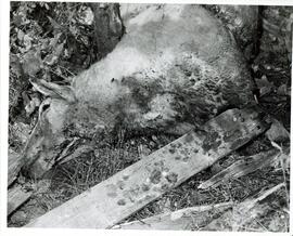 Photograph of sheep carcass lying between tree and wooden boards