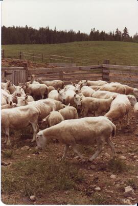Photograph of sheep in a pen during the field day at Bill Mathewson's farm